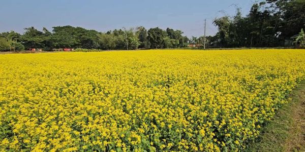 নেত্রকোনার মাঠজুড়ে হলুদের সমারোহ